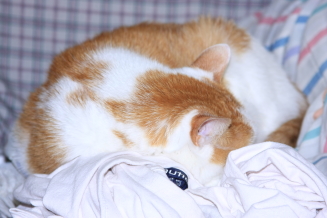 RIP_Scotty_20110416